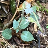 Cheirostylis flabellata (A.Rich.) Wight